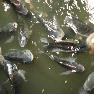 Fishes